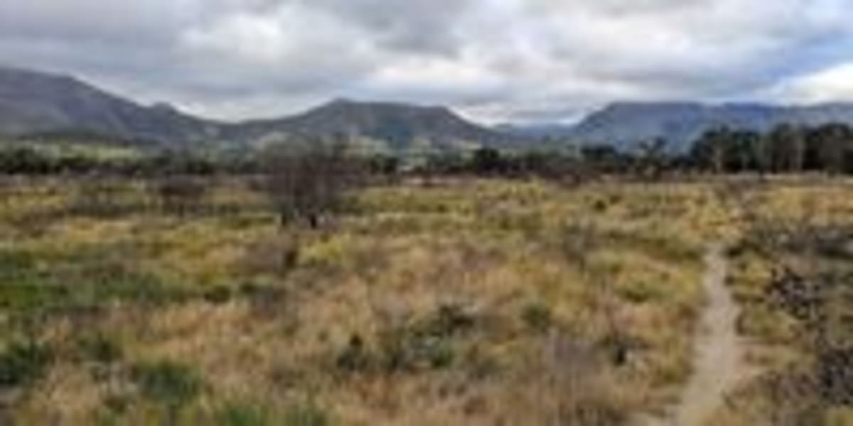 Cape Town Park May Get 'Fynbos Garden' Instead of Restoration - Image 5