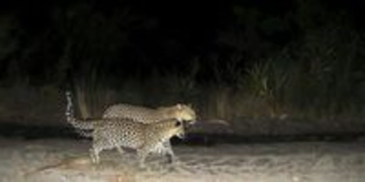 Wildlife Corridors Reconnect Fragmented Landscapes in Africa - Image 5