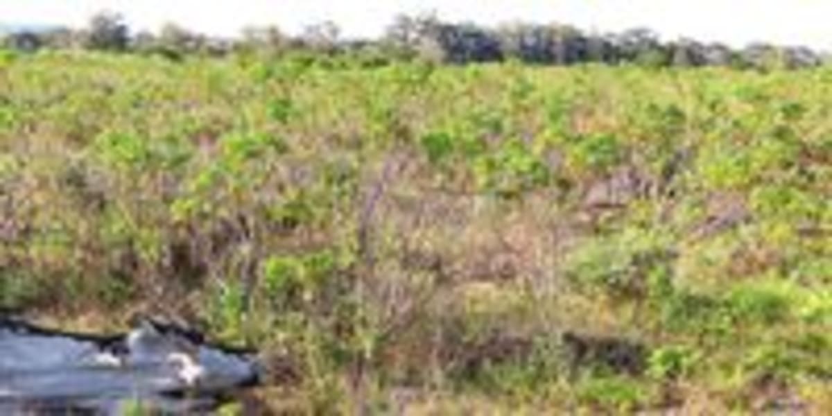 Cape Town Park May Get 'Fynbos Garden' Instead of Restoration - Image 4