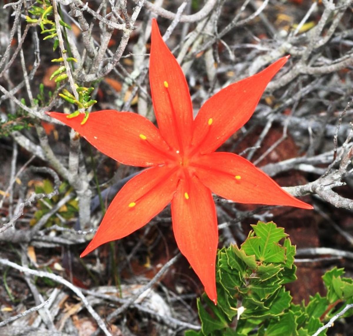 Western Cape Volunteers Hunt Rare Wildflowers to Save Them