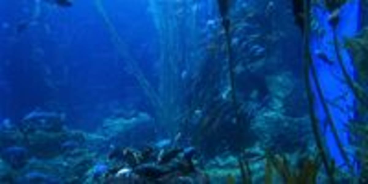 World's Only Floating Bamboo Kelp Forest Spans 1,000km - Image 4
