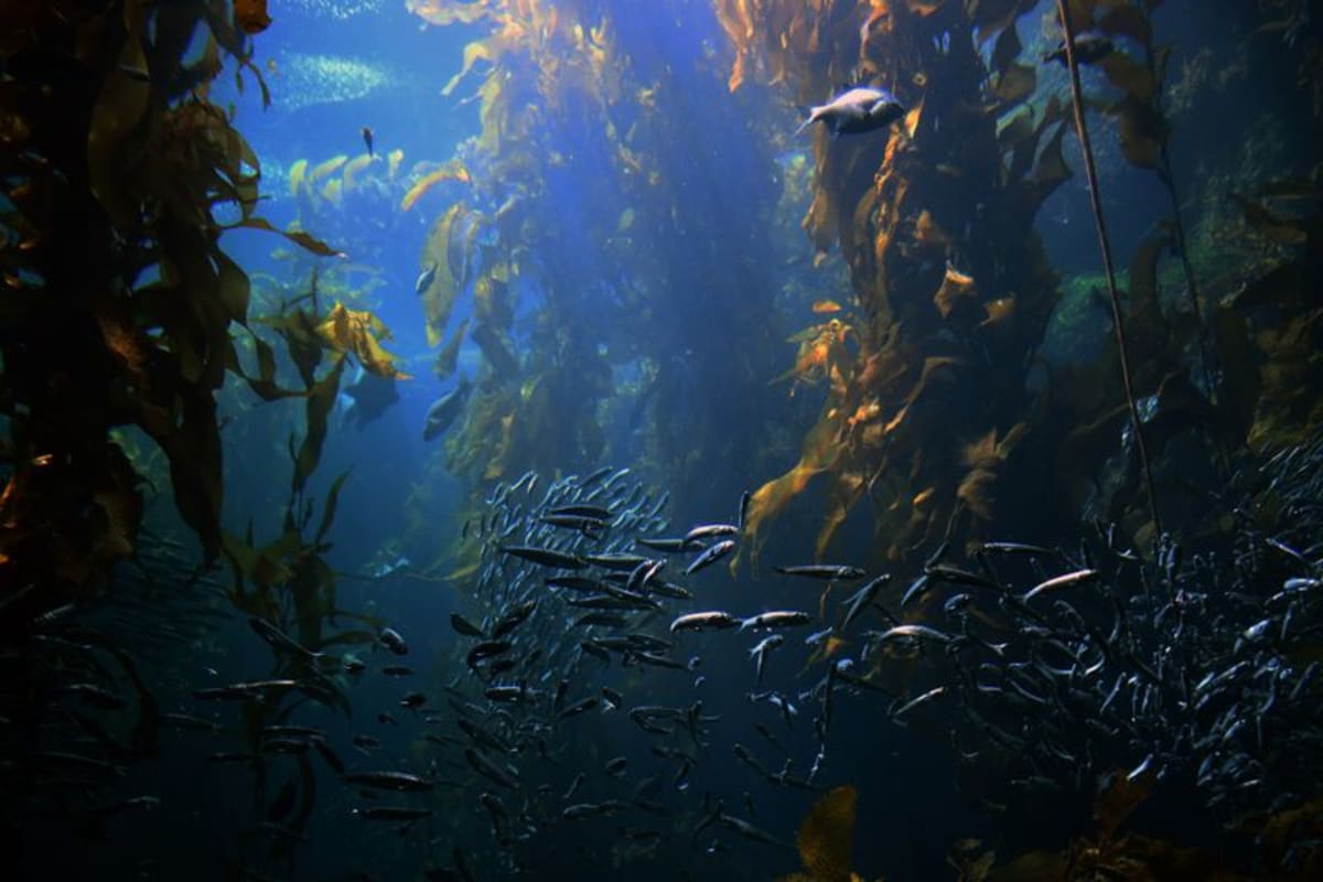 World's Only Floating Bamboo Kelp Forest Spans 1,000km