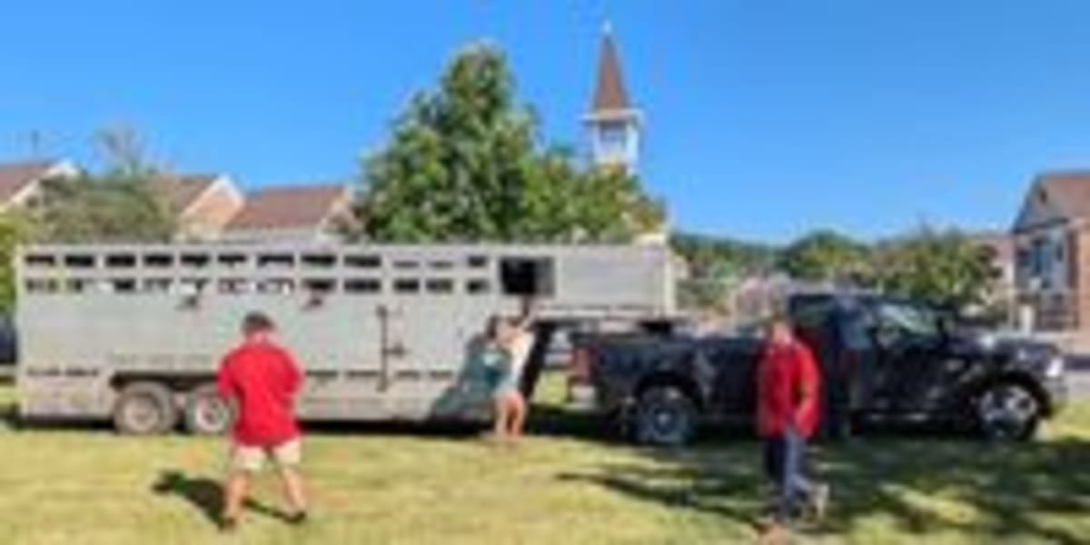 Pennsylvania Town Raises $2,000 for Disabled Kids via Cow - Image 4