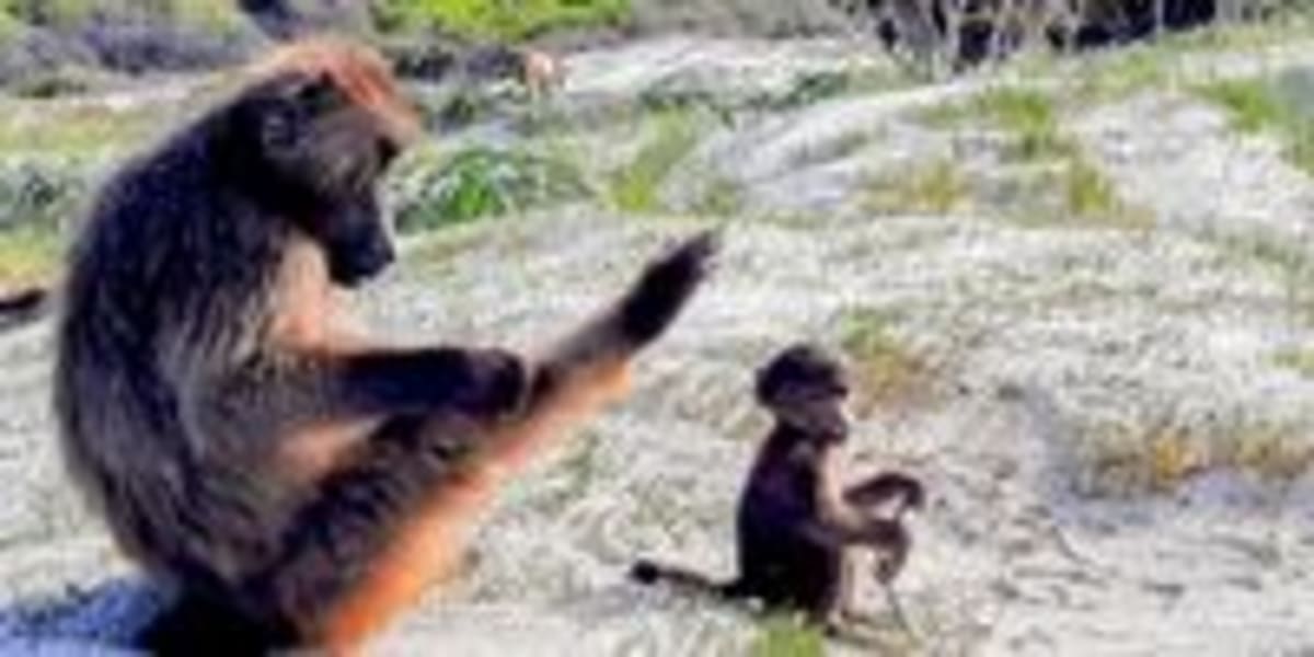 Cape Town Baboons Show Surprising Compassion Amid Crisis - Image 4