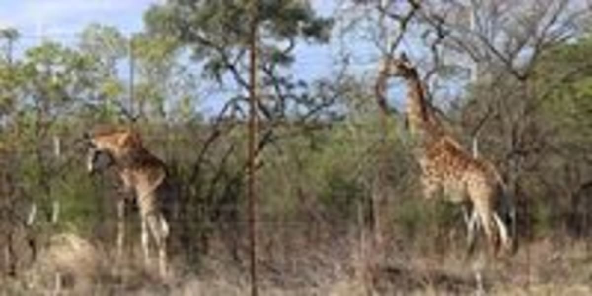 South African Ranger Protects Wildlife Without Weapons - Image 3