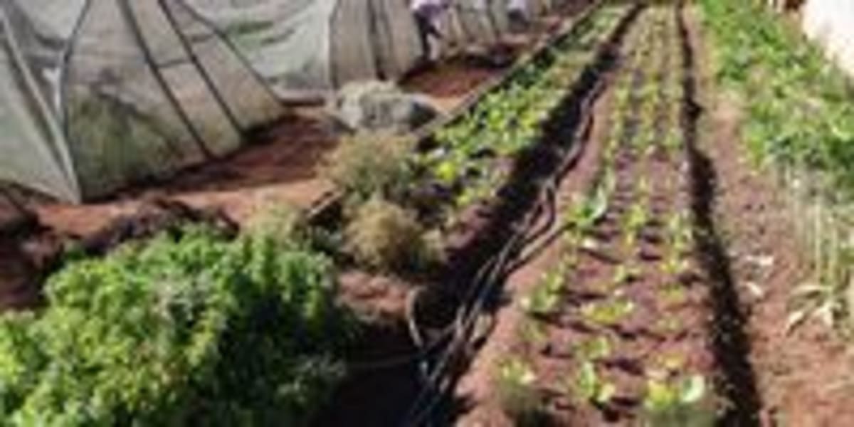 Soweto Couple Turns Schoolyard Into Organic Farm - Image 4