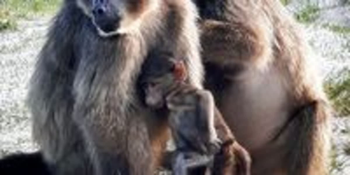 Cape Town Baboons Show Surprising Compassion Amid Crisis - Image 5