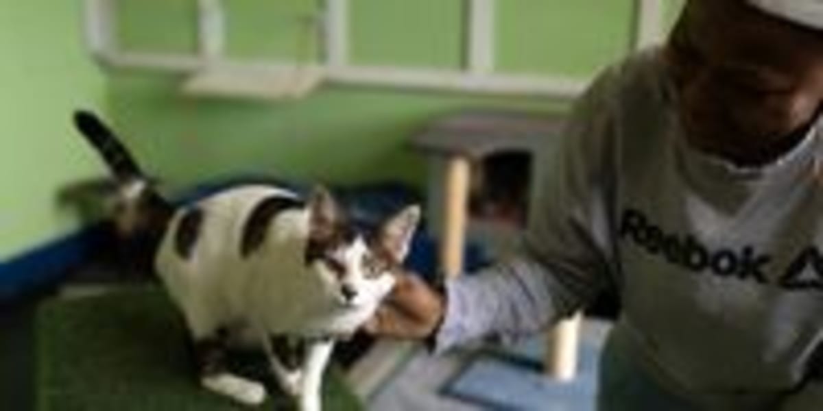 This Joburg Clinic Treats Pets Without Water or Power - Image 5