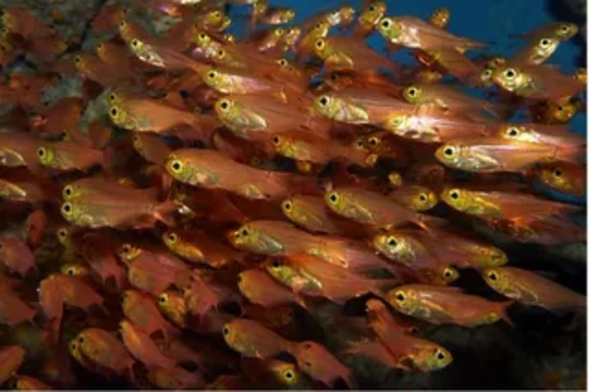 New Glass Frog Named After Ecuador's First Olympic Champion - Image 5