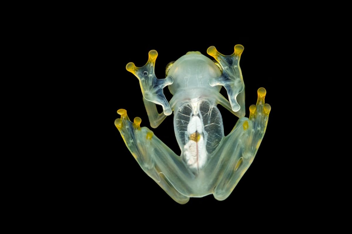 Green glass frog with white underside perched on leaf in Ecuadorian Amazon rainforest