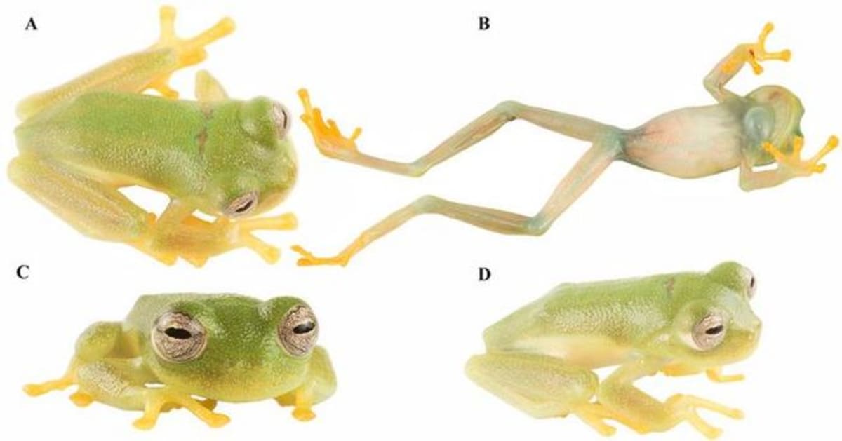 New Glass Frog Named After Ecuador's First Olympic Champion - Image 4