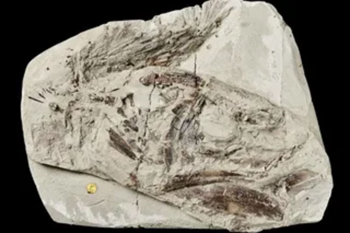 Injured Sea Predator Survived 180 Million Years Ago - Image 4