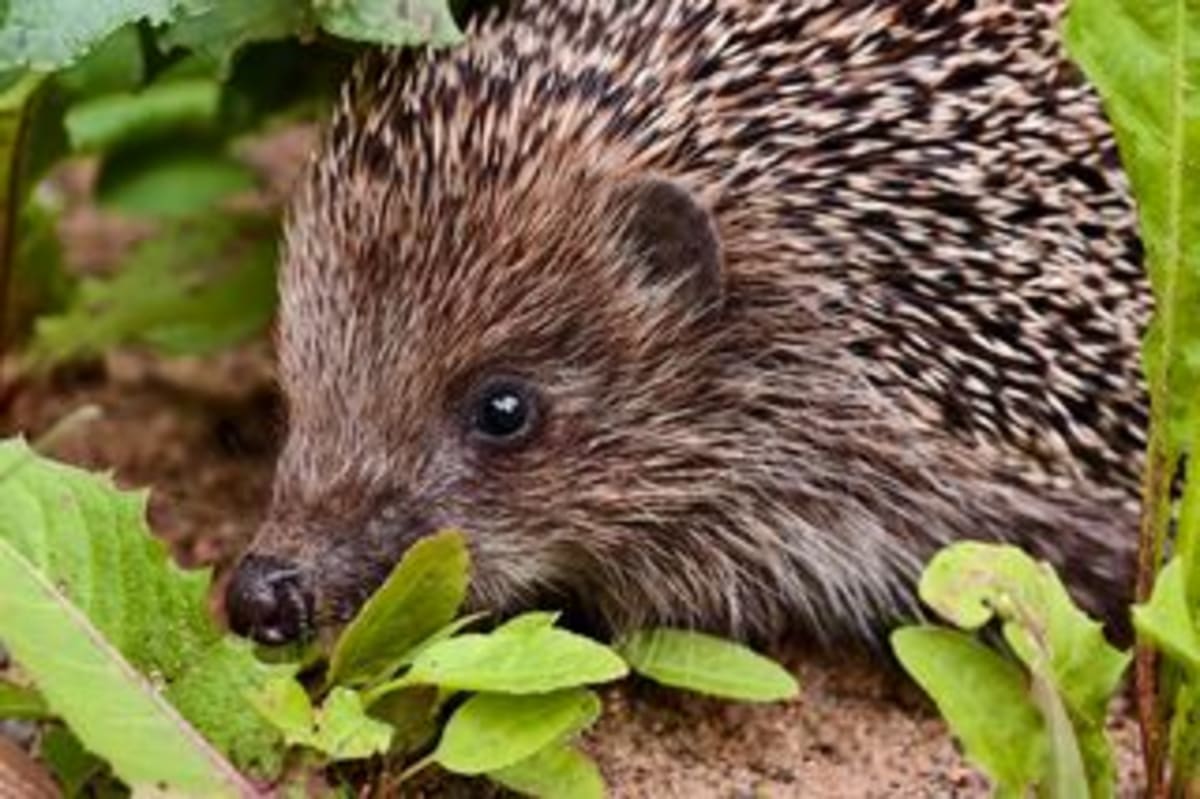 Hedgehogs Wear GPS Backpacks to Help Save Their Species - Image 3