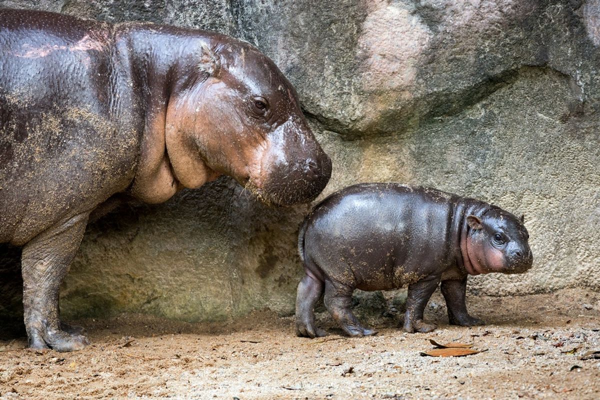 Toronto Zoo Expecting Rare Pygmy Hippo Calf in July