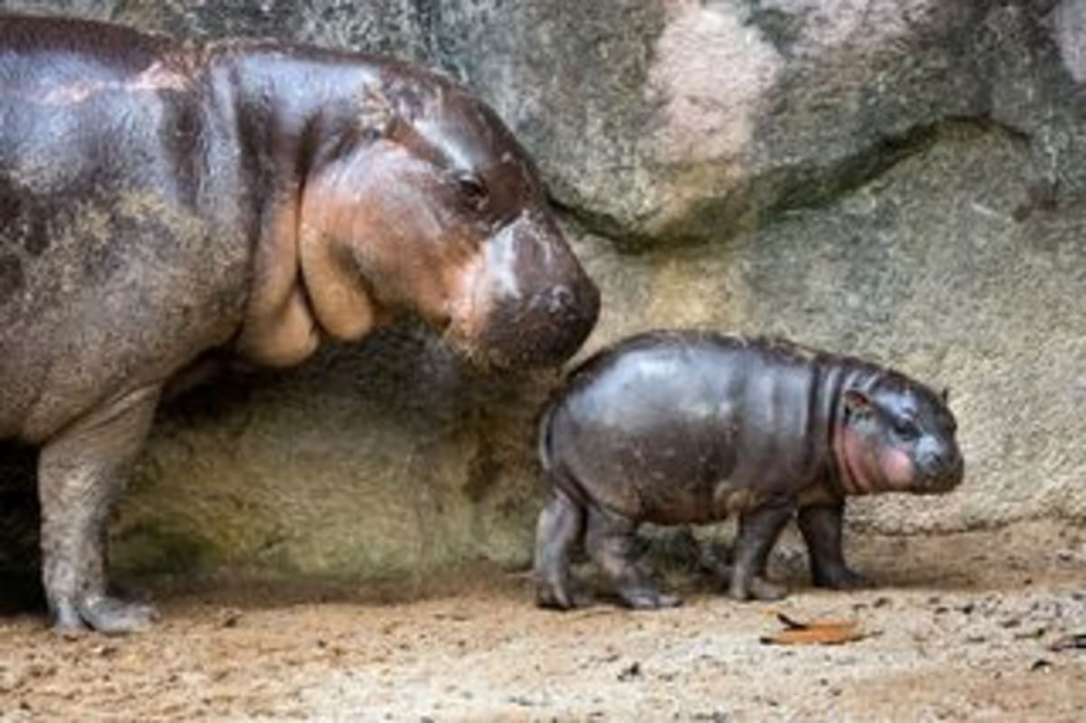 Toronto Zoo Expecting Rare Pygmy Hippo Calf in July - Image 3