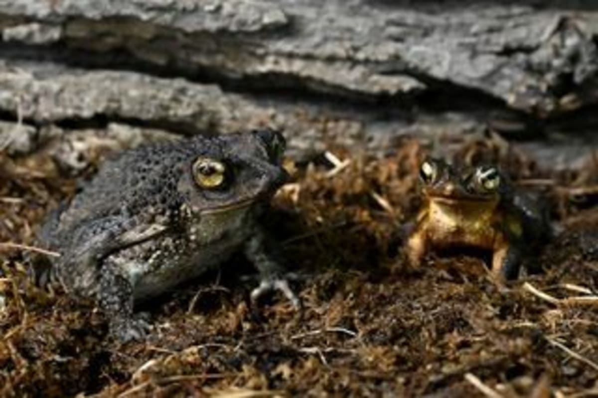 Chicago Zoo Raises 12,000 Tadpoles for Rarest Toad - Image 3