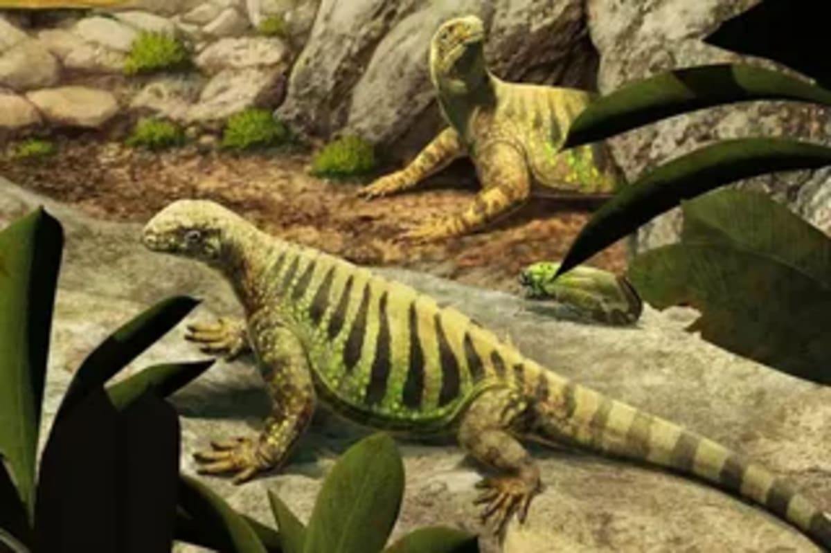 Egyptian Fossil Site Shows Modern Fish Rose 4M Years Early - Image 5