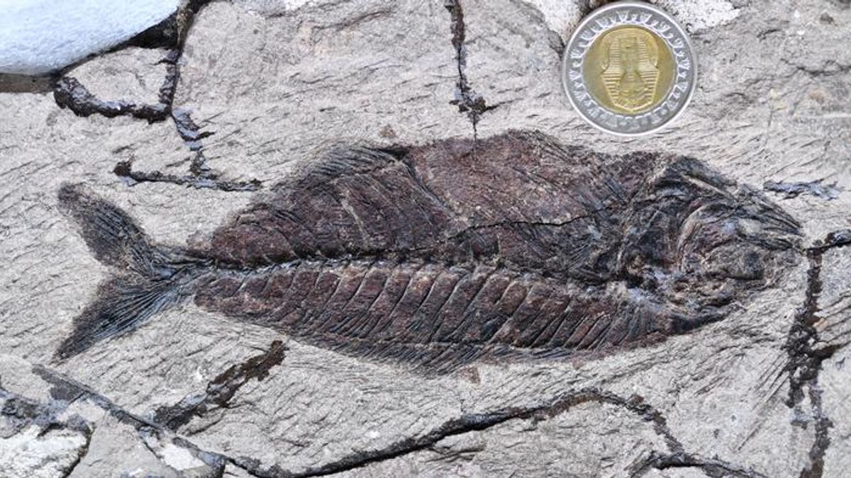 Ancient fossilized fish preserved in stone from Egyptian desert excavation site