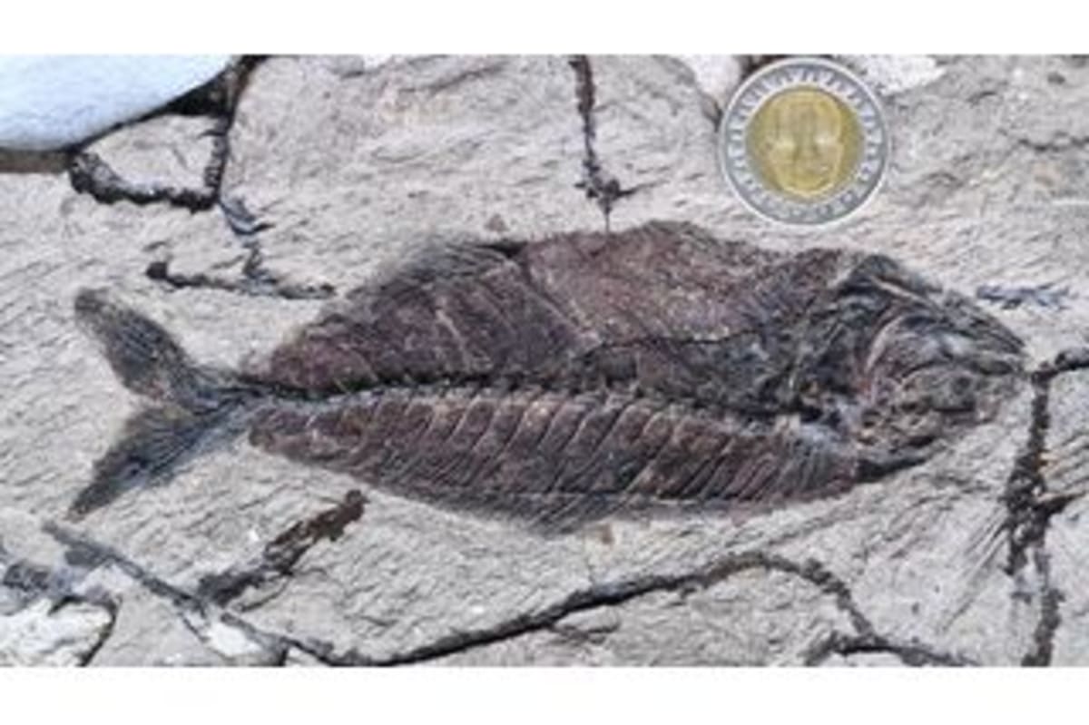 Egyptian Fossil Site Shows Modern Fish Rose 4M Years Early - Image 3