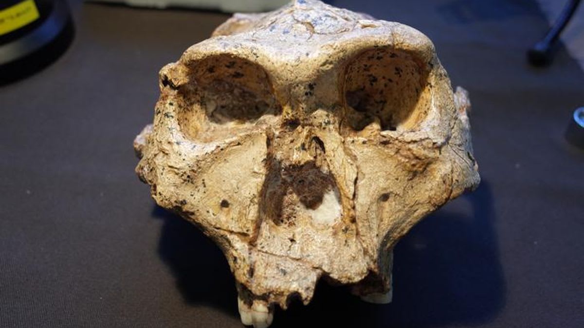 Artistic rendering of diverse ancient human species showing complex evolutionary relationships and shared traits