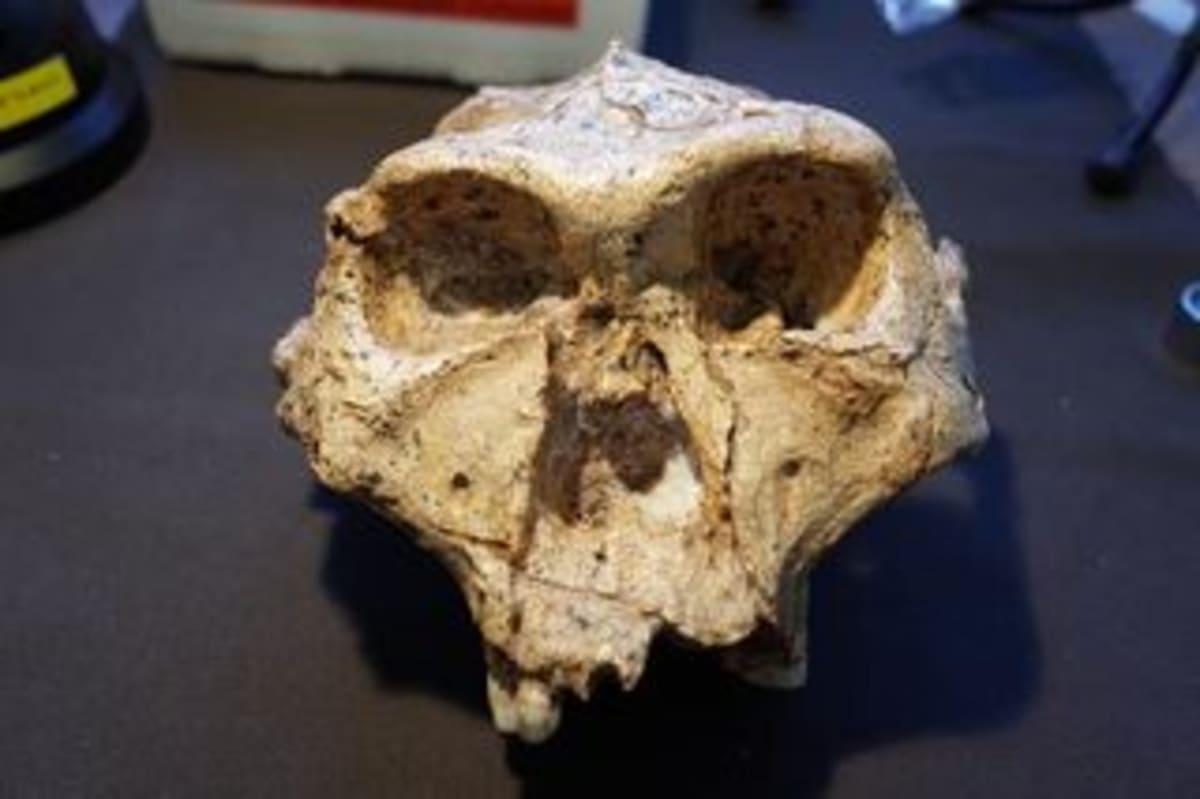 Scientists Say Human Family Tree Is More Complex Than We Thought - Image 3