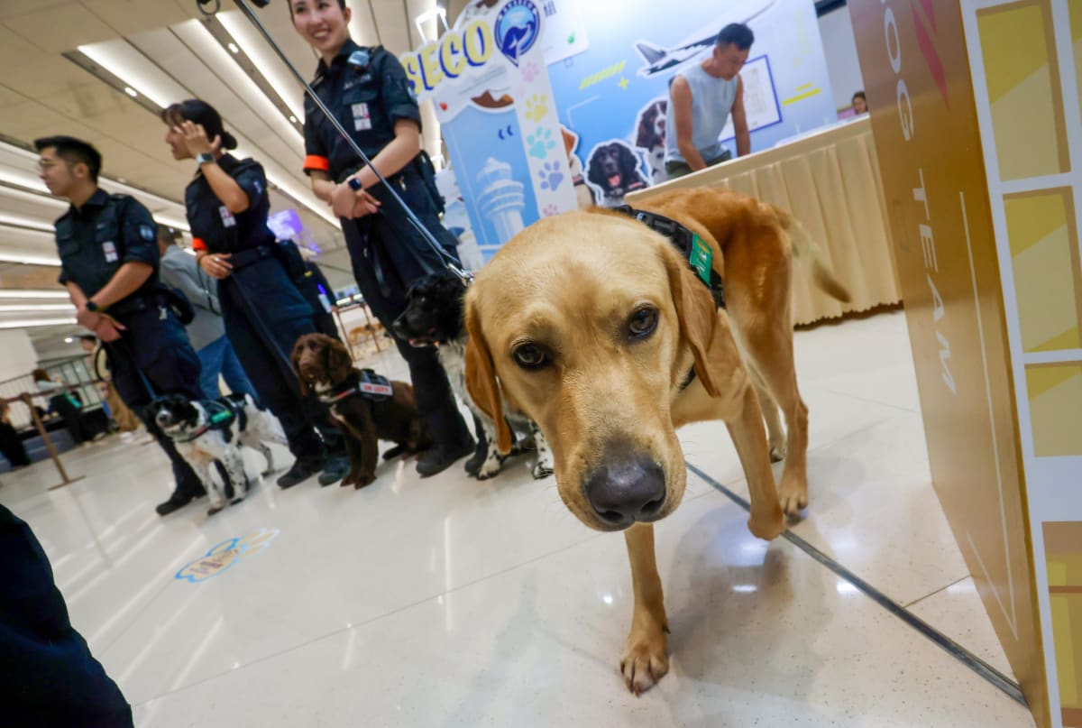 Hong Kong Airport's 20 Detection Dogs Now Guard Terminal 2 - Image 2