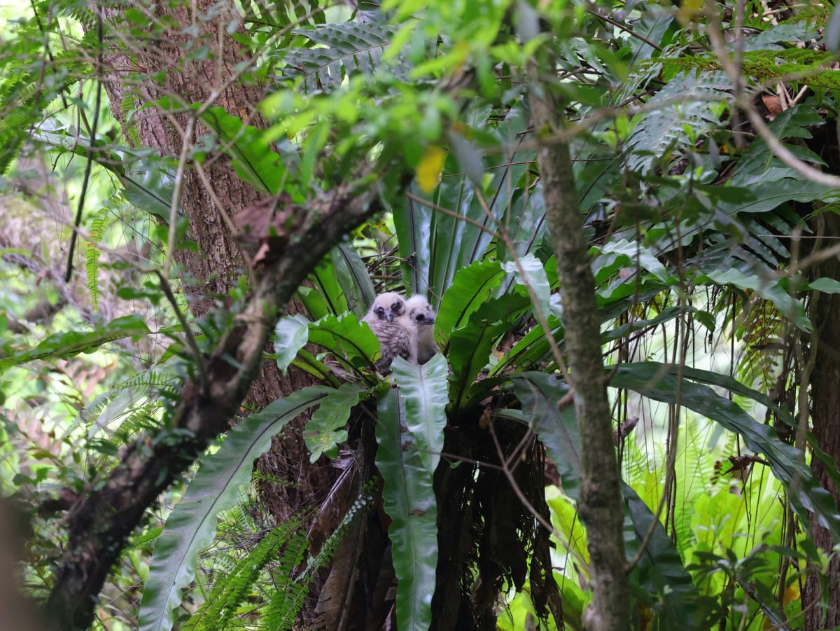 Rare Owl Chicks Fledge in Hong Kong Conservation Win - Image 2