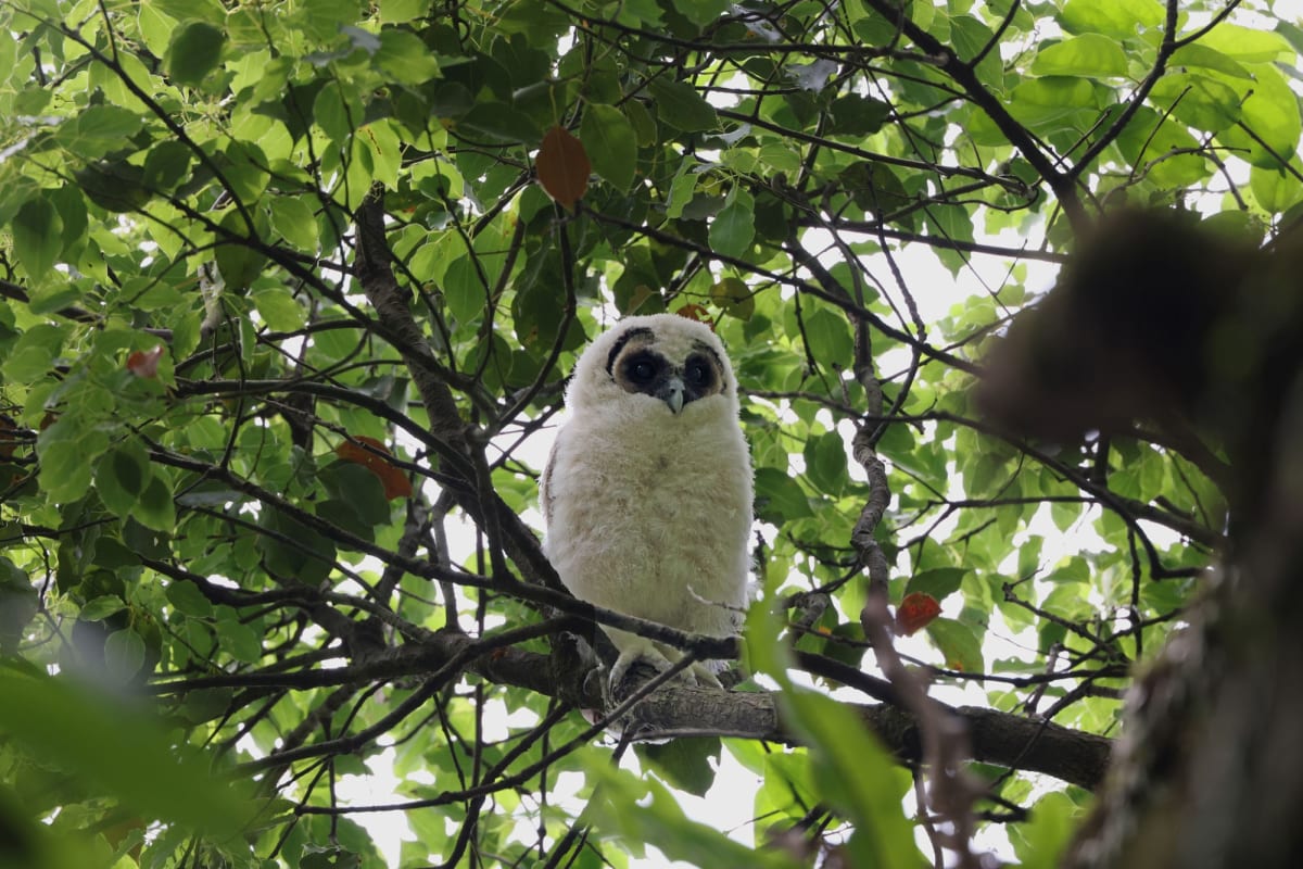 Rare Owl Chicks Fledge in Hong Kong Conservation Win - Image 4