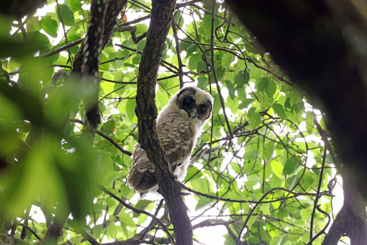 Rare Owl Chicks Fledge in Hong Kong Conservation Win - Image 3