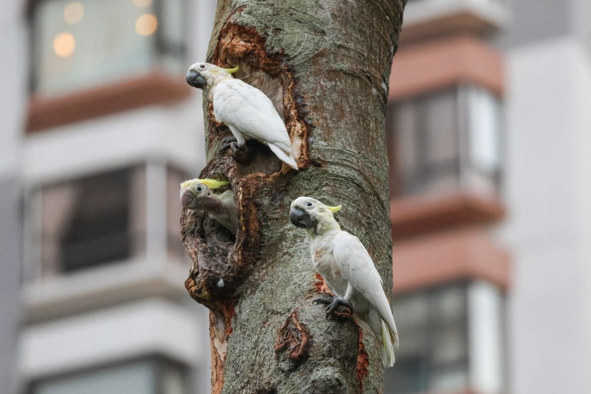 Hong Kong's Cockatoos May Save Endangered Indonesia Species