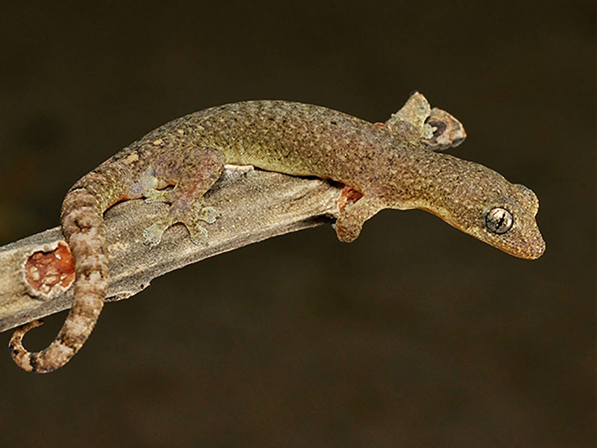 Hong Kong's Maturing Forests Welcome New Wildlife - Image 3