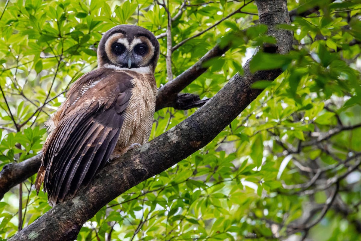 Hong Kong's Maturing Forests Welcome New Wildlife - Image 2