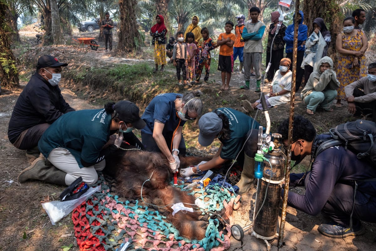 Farmer Saves Orangutan From Borneo Wildfire - Image 2