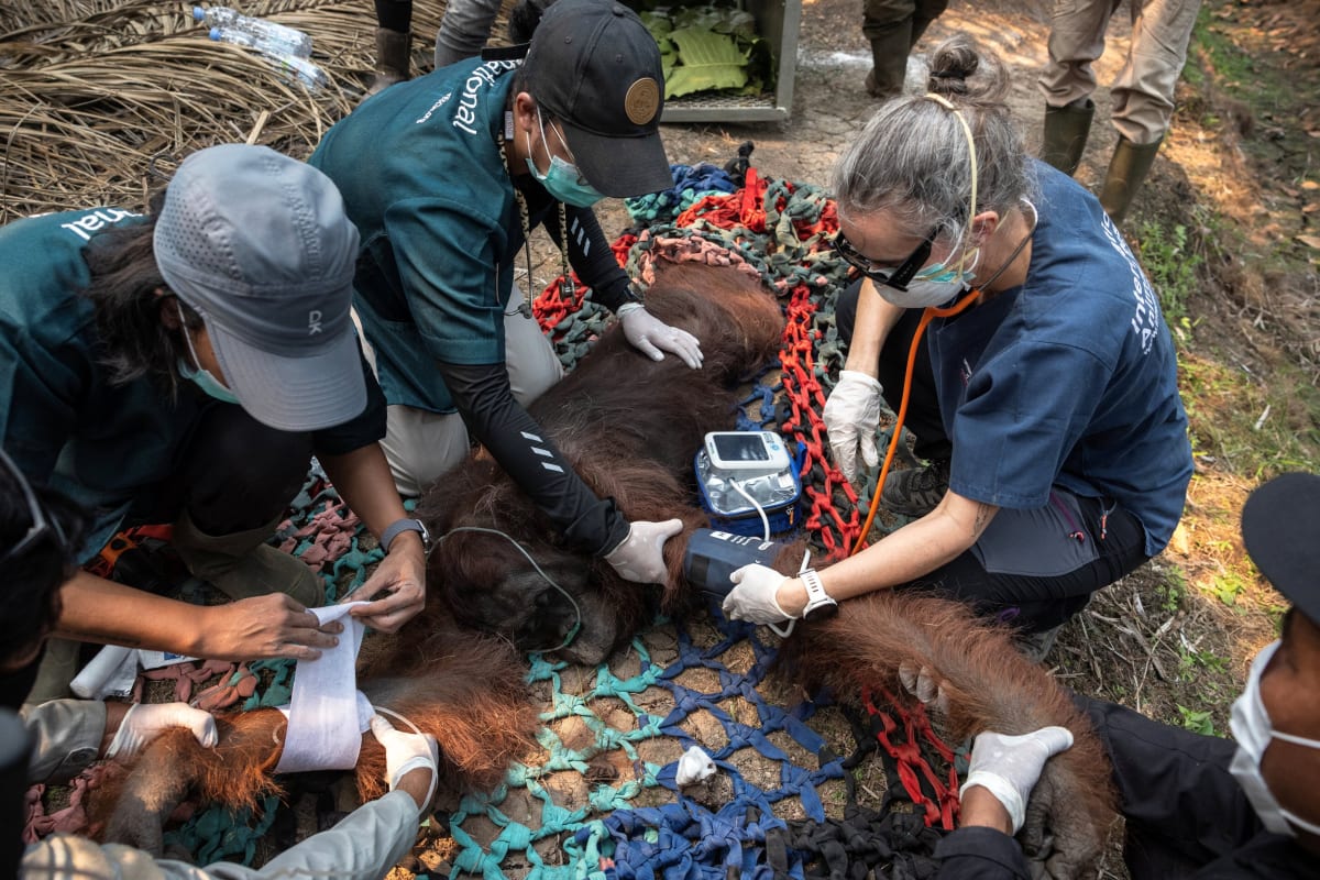 Farmer Saves Orangutan From Borneo Wildfire - Image 3