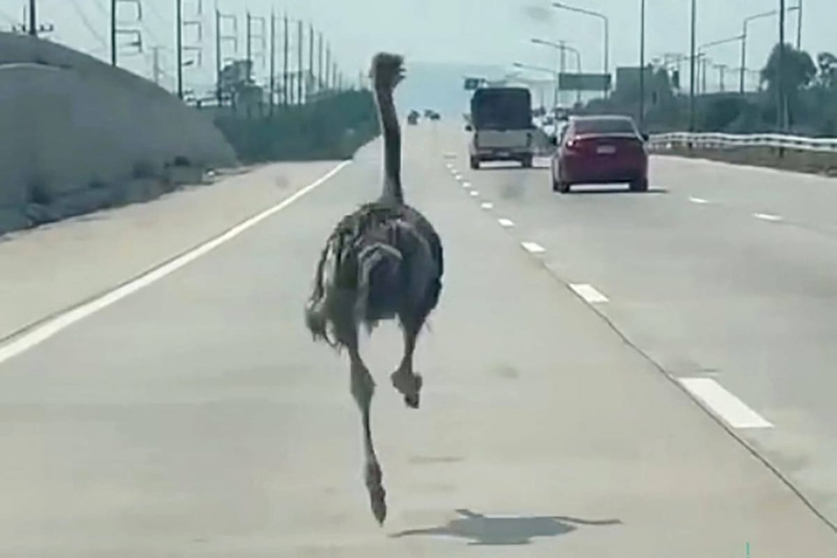 Runaway Ostrich Races Thai Highway, Returns Home Safely - Image 2