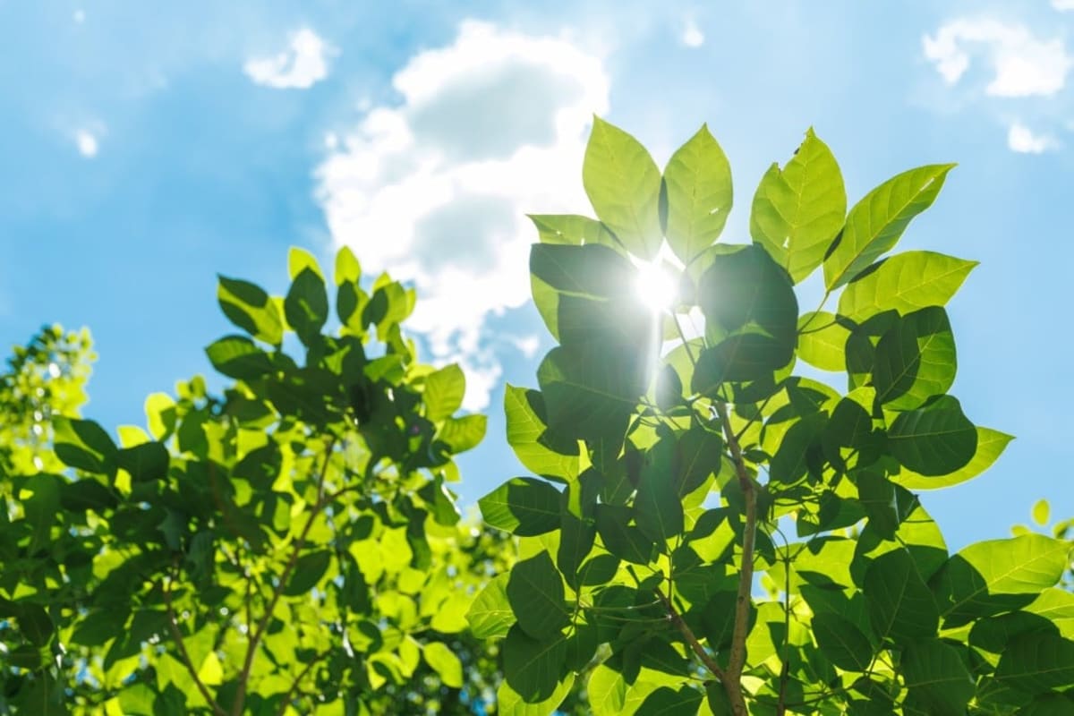 Scientists Give Animals Photosynthesis to Reverse Disease - Image 2