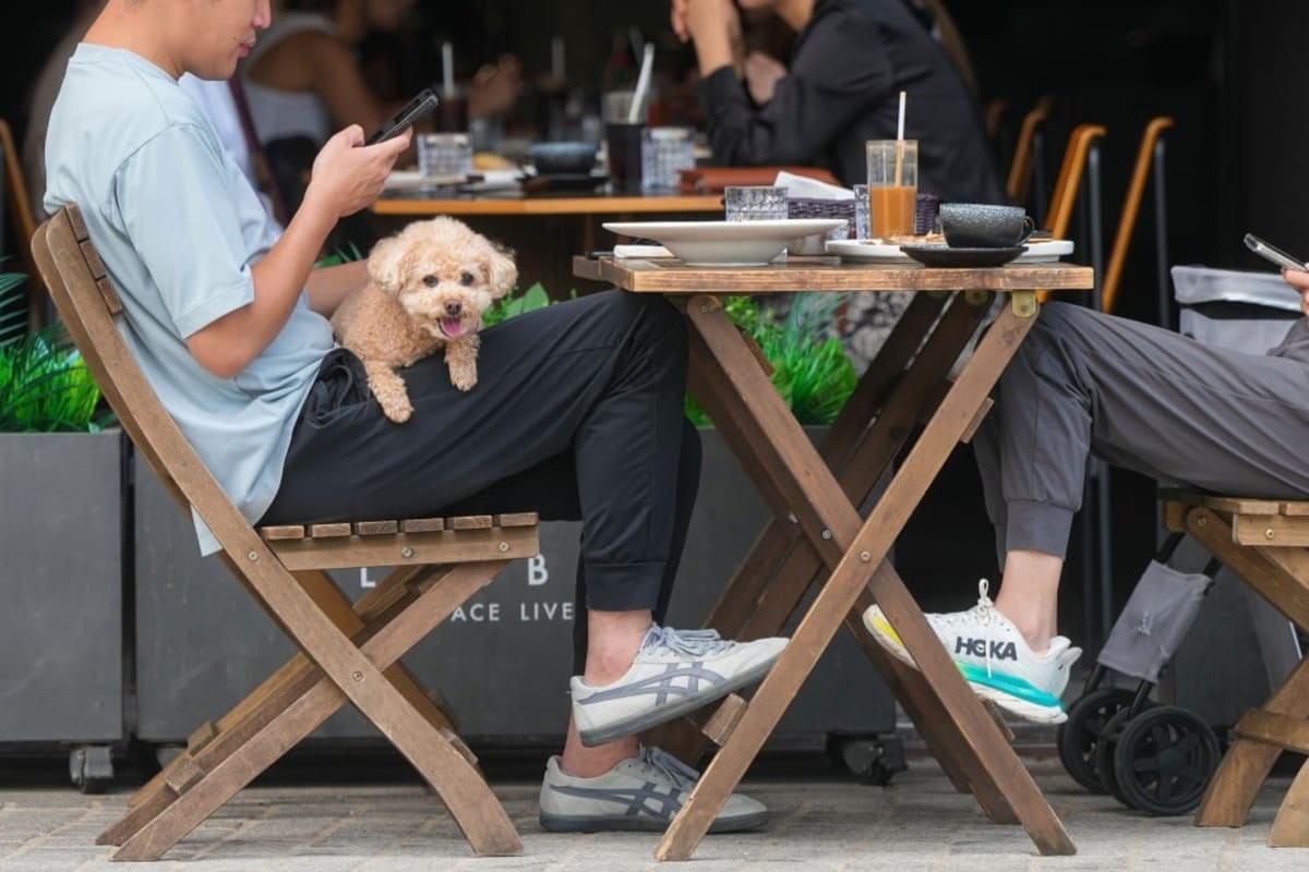 Hong Kong Opens Dog-Friendly Restaurant Program in May - Image 2