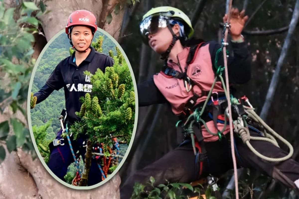 China's First Female Tree Climber Conquered Fear of Heights - Image 2