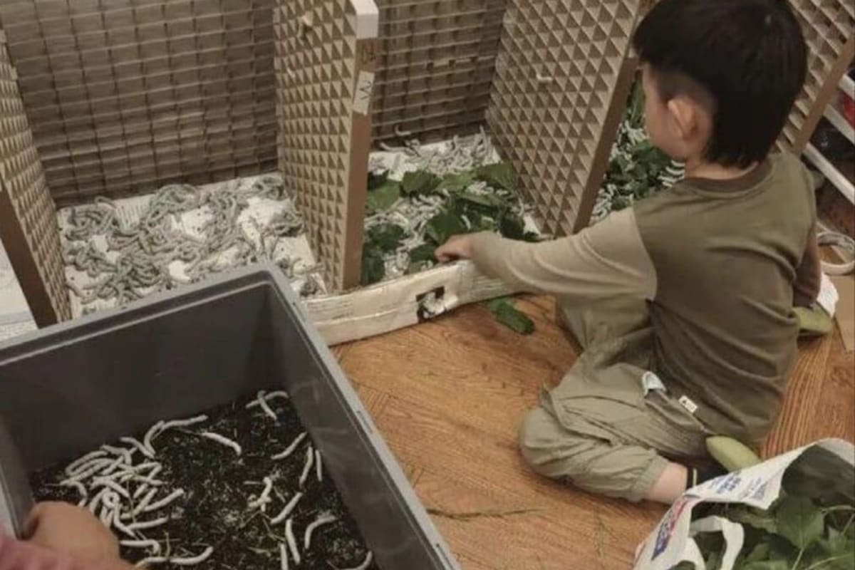 6-Year-Old Dreams of Silk Quilt, Family Hatches 12,000 Silkworms - Image 2