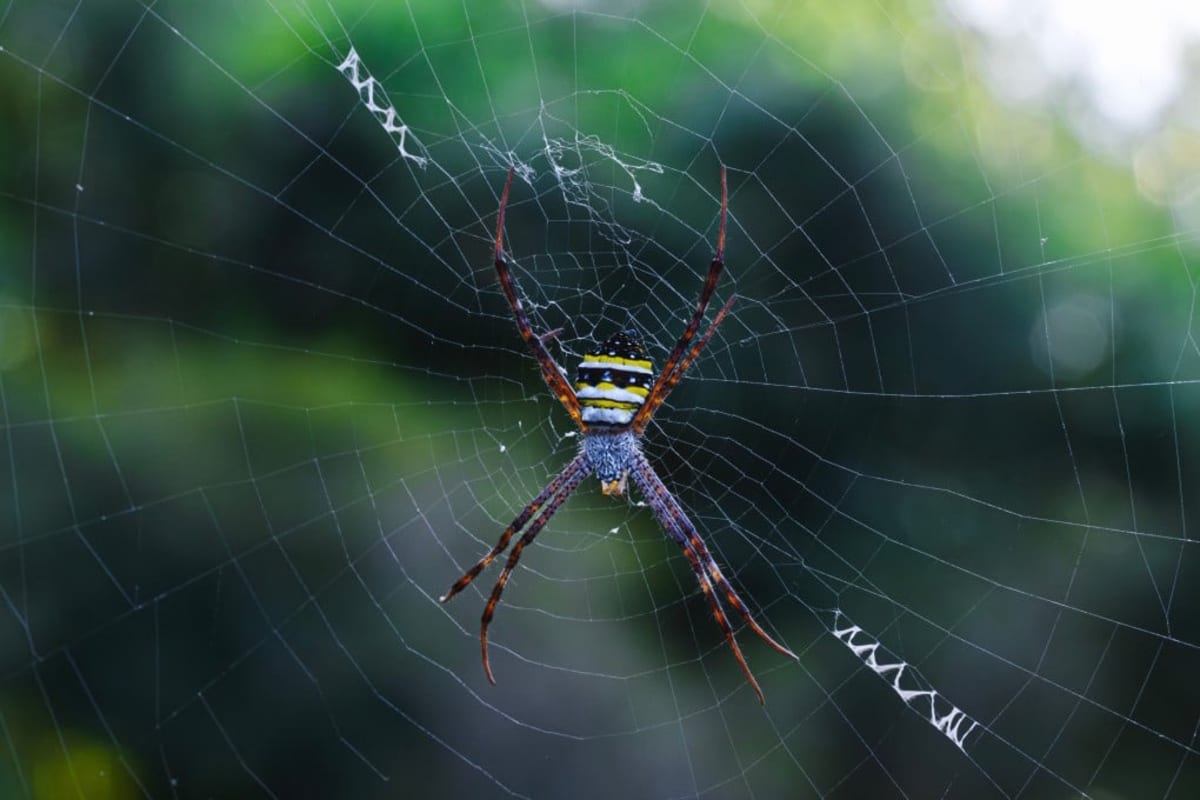 Spider Silk Inspires Corn-Based Plastic That Biodegrades Fast - Image 2