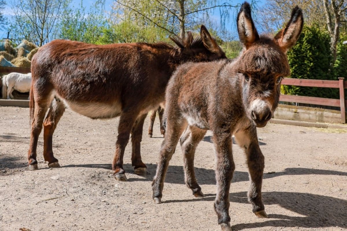 Lab-Grown Donkey Collagen Could Save Species from Extinction - Image 2