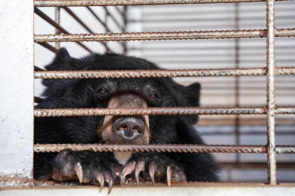 27 Moon Bears Freed From Laos Bile Farm in Historic Raid - Image 2
