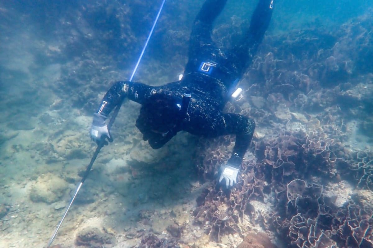 Hong Kong Protects Most Coral Reefs With New Marine Park - Image 2