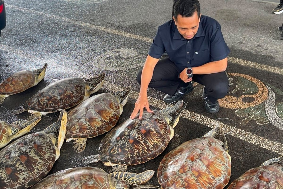 Bali Police Rescue 21 Sea Turtles From Smuggling Ring - Image 2