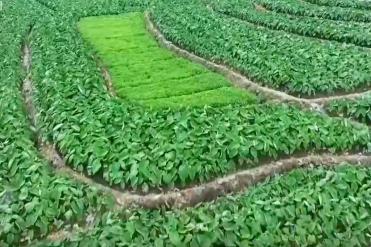 China Turns to Drones to Fix Rice Farming Data Scandal - Image 2