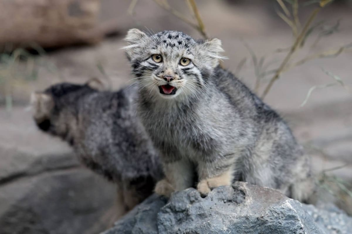 Japan Zoo Debuts 5 Rare Pallas's Cat Kittens - Image 2