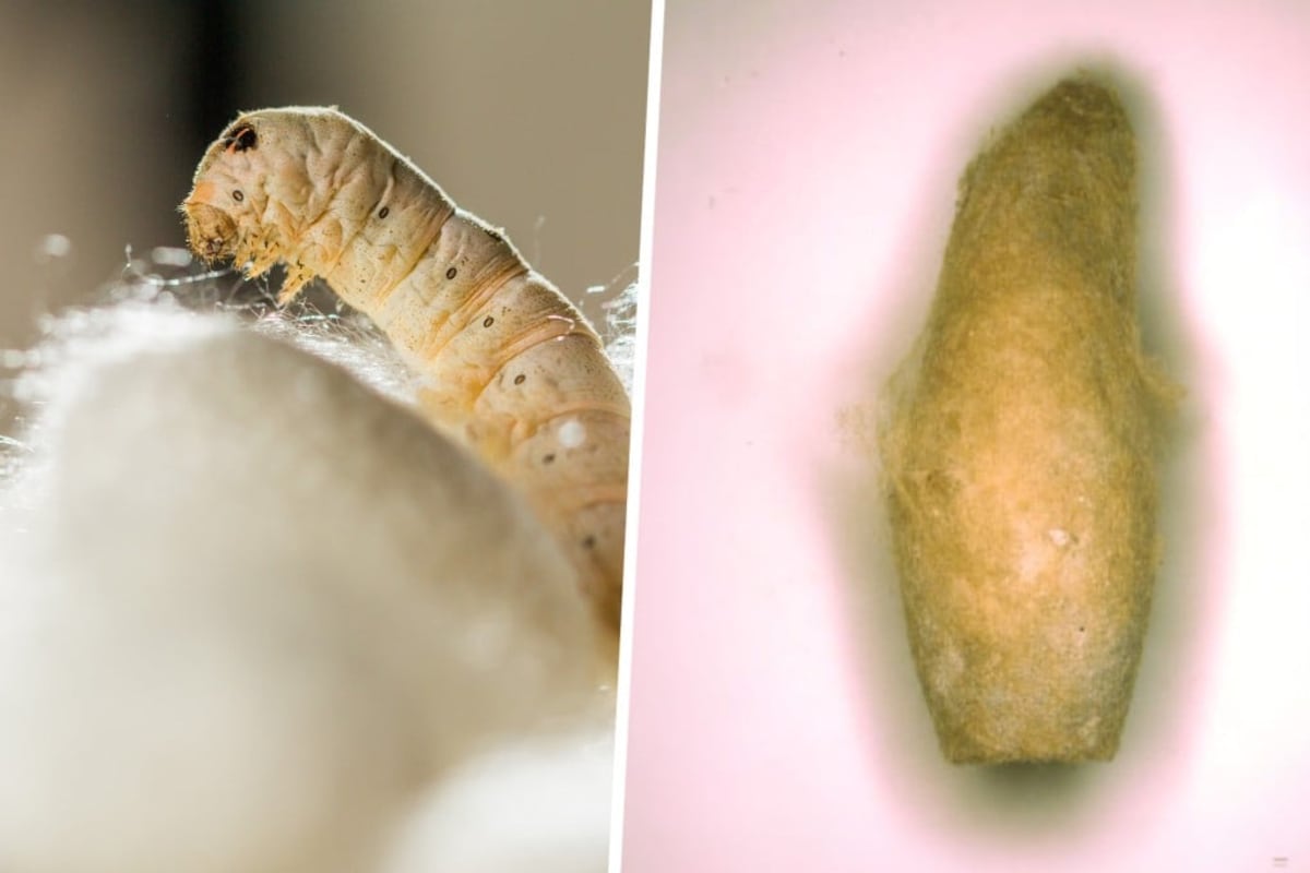 4,000-Year-Old Silk Cocoons Rewrite Ancient Trade History - Image 2