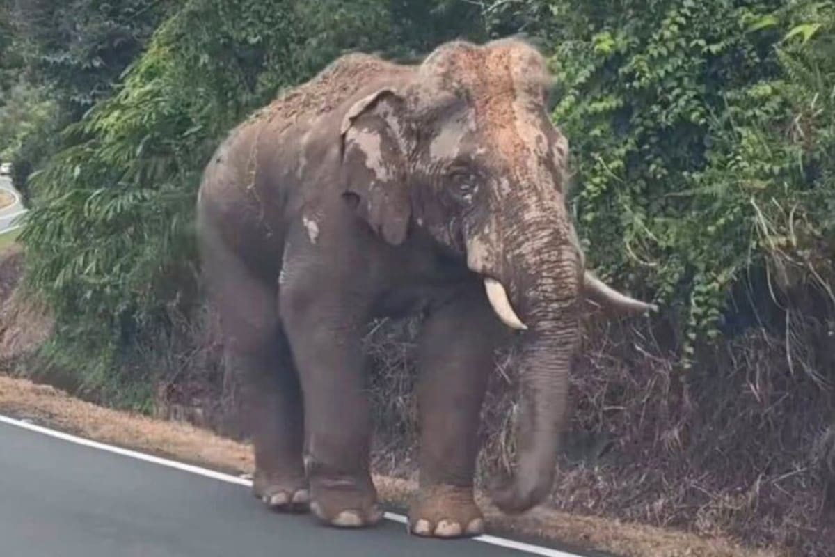 Injured Elephant Sulong Walks 100km Home, Sparks Change - Image 2