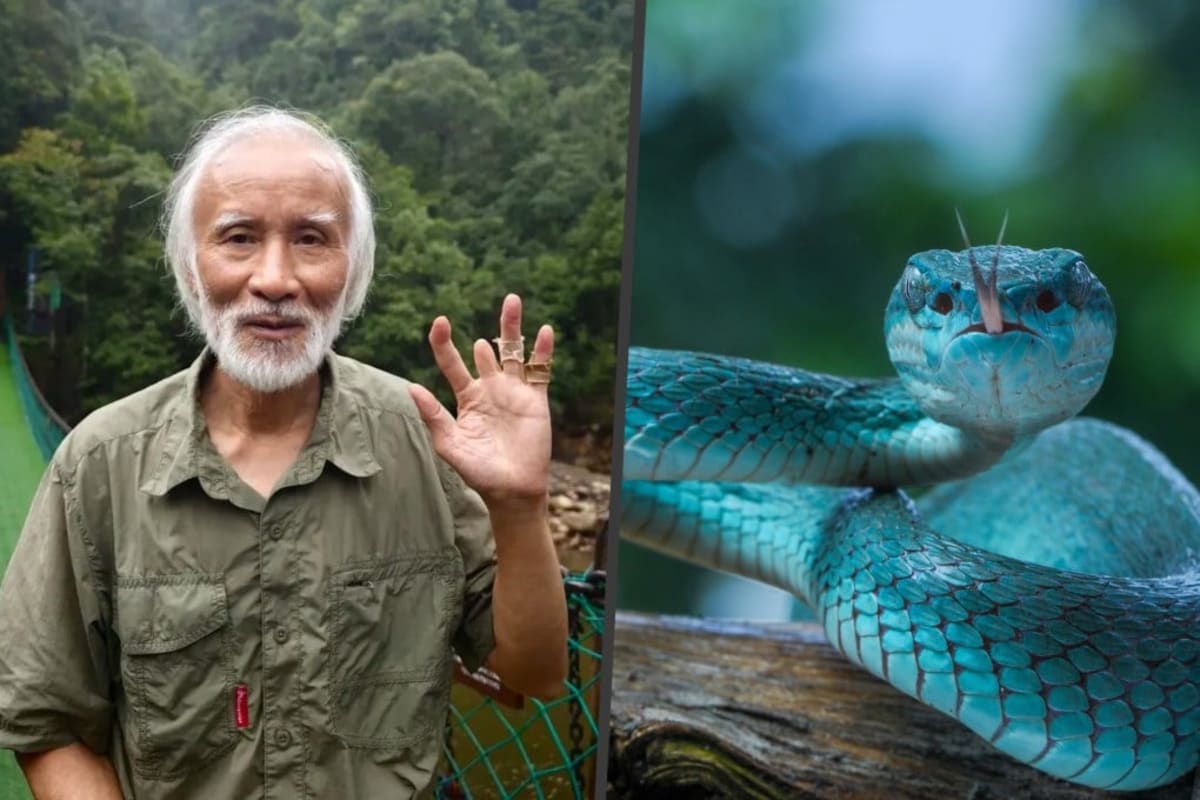 77-Year-Old 'Snake Doctor' Protects Rare Viper He Discovered - Image 2