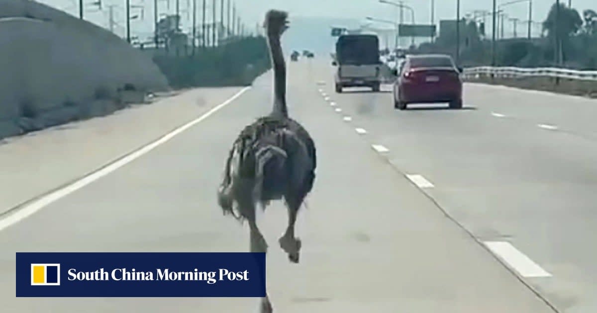 Runaway Ostrich Races Thai Highway, Returns Home Safely